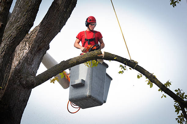 Best Firewood Processing and Delivery  in Atlanta, TX